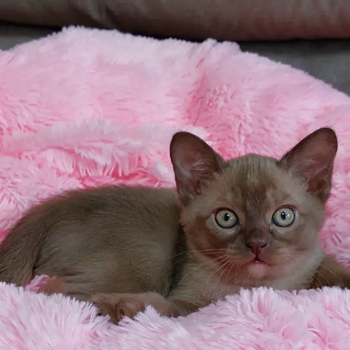 buemese cat for sale