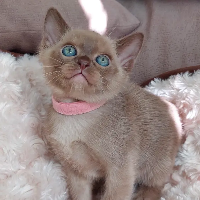 buemese cats for sale