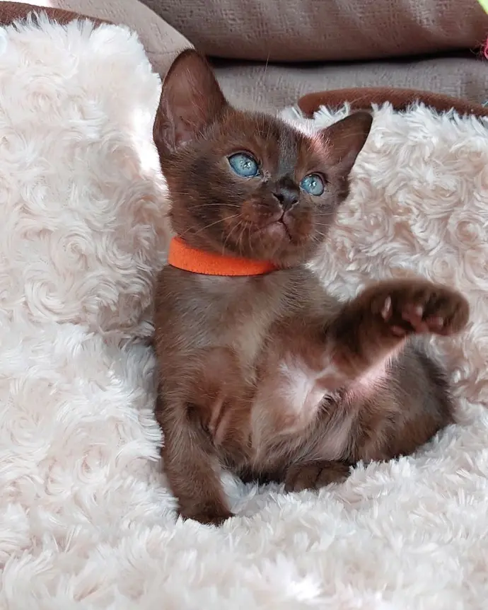 buemese cats for sale