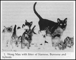 buemese cats origin