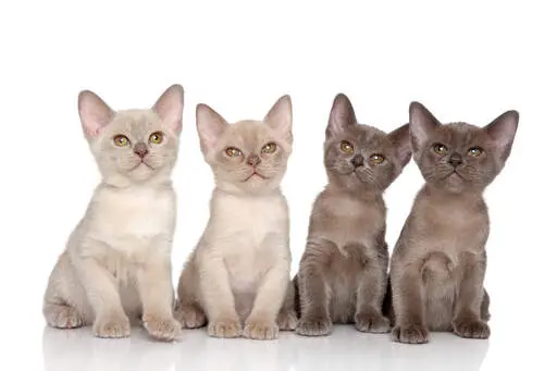 buemese kittens for sale