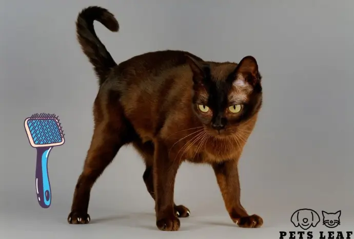 buemese cats 