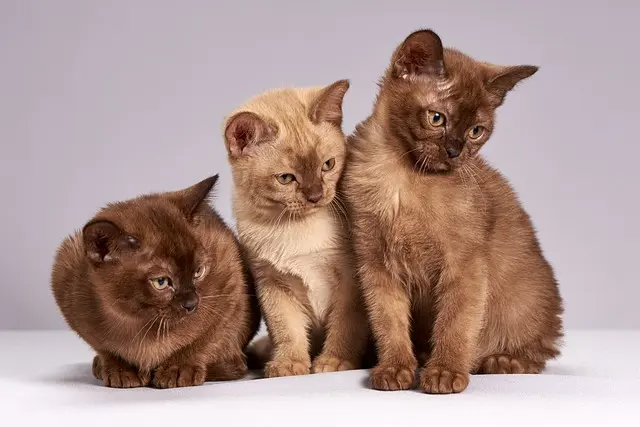 buemese cats for sale near me